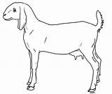 Nubian Goat Lineart F2u sketch template