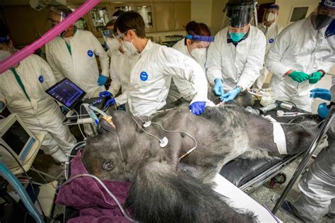 New York Post On Twitter Inside 400 Lb Gorillas Medical Exam