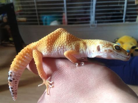 leopard gecko   cliparts  images  clipground