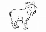 Goat Coloring Pages Standing Drawing Pygmy Outline Printable Color Getdrawings Mountain sketch template