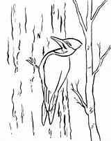 Woodpecker Coloring Pages Drawing Printable Sheet Template Kids Pileated Getdrawings Samanthasbell Reference Birds sketch template