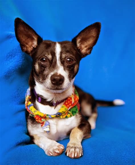 shelter dogs  portland riley cute chihuahua mix