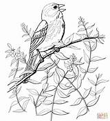 Pages Coloring Sparrow Song Songbird Bird Printable Supercoloring Serenade Drawings Sparrows Template Animal Select Crafts Category Choose Board sketch template