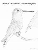 Hummingbird Throated Ruby Rufous Template sketch template