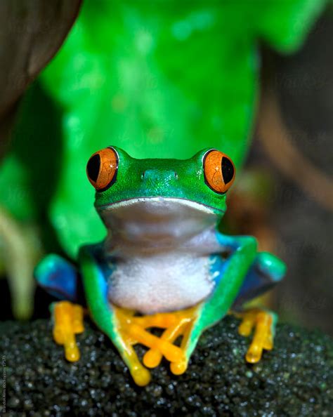 red eyed tree frog   vine   rainforest  stocksy contributor