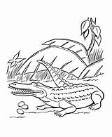 Cocodrilo Kolorowanki Krokodyl Mewarnai Krokodil Cocodrilos Buaya Colouring Crocodilos Ausmalbilder Dzieci Dinosaurs Library Clipart Coloriages Coloringhome Honkingdonkey sketch template