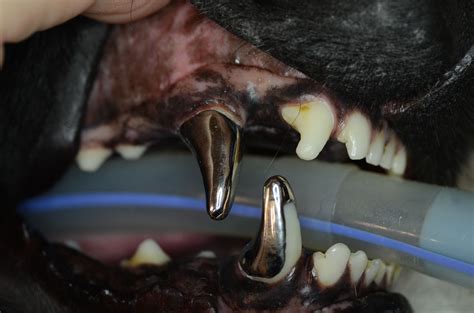 pet dentist worn canine teeth