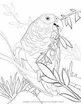 Coloring Parrot Cockatoo Coloringbay Parrots Designlooter Africangrey sketch template