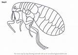 Flea Insects Drawingtutorials101 sketch template