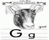 Coloring Alphabet Pages Goat Traditional Printable sketch template