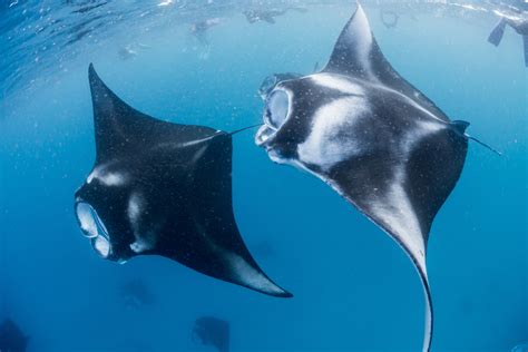 baa atoll  largest manta ray aggregation   world