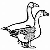 Goose Geese Lineart Gans Oche Openclipart Gänse Oie Canard Ganso Feather Outlined Opened Libro Webstockreview Gansos Clipground Gaense Freesvg Kostenlose sketch template