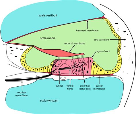 organ  corti wikipedia oido interno anatomia neurologia