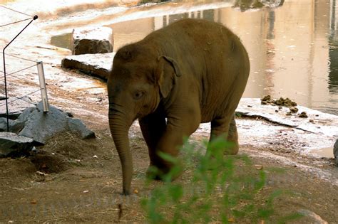 antwerp zoo belgium flickr photo sharing