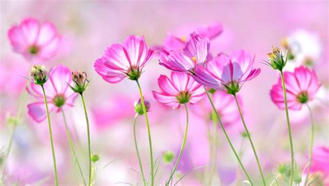 lilbitty poze desktop primavara flori