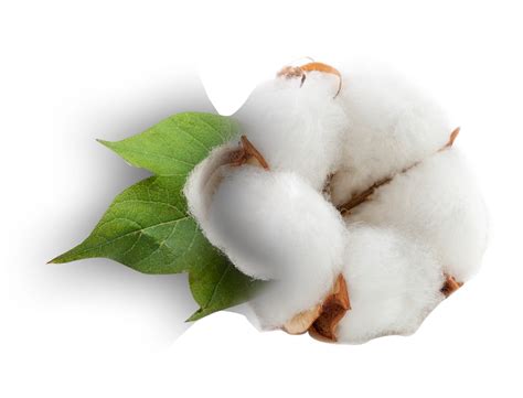 cotton leads  regulation infographic
