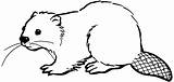 Beaver Coloring Pages Clipart Drawing North Printable Easy American Sketch Animals Color Beavers Google Drawings Tree Search Outline Castor Colouring sketch template