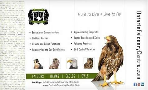 meet  greet falconry workshops   ontario falconry