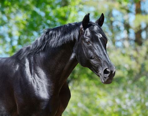 ou  image de chevaux noir  image de cheval frison noir