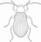 Colorat Beetle Planse Gandaci sketch template