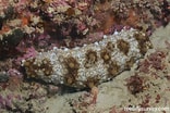Afbeeldingsresultaten voor "austrolaenilla Mollis". Grootte: 156 x 104. Bron: reeflifesurvey.com