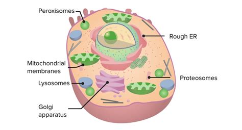cell organelles concise medical knowledge