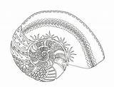 Nautilus Shell sketch template