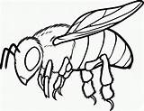 Bee Honey Coloring Realistic Pages Clipart Clipartbest sketch template