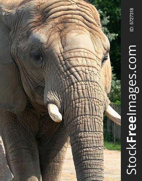 elephant face  stock images   stockfreeimagescom