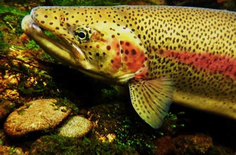 action   state legislators  save  washington state fish