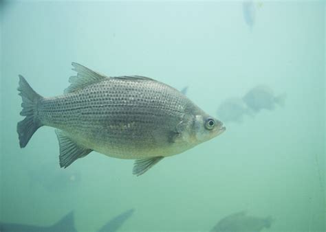 wintertime white bass donallphincom helping anglers catch  fish