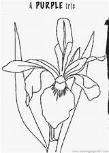 Iris Coloring Flower Pages Flowers Printable Bing Kids Popular Drawing Color Coloringbookfun sketch template