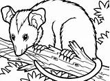 Possum Opossum Coloring Tree Pages Drawing Colouring Branch Sitting Color Getdrawings Getcolorings Printable Print Clipartmag sketch template