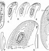 Afbeeldingsresultaten voor "trochilia Sigmoides". Grootte: 96 x 100. Bron: www.researchgate.net