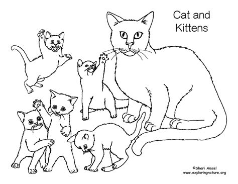 cat  kittens coloring page