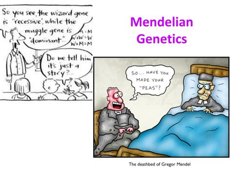 Ppt Mendelian Genetics Powerpoint Presentation Free Download Id