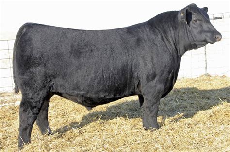 reference sires sugarloaf angus quality genetics