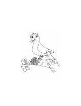 Goldenrod Coloring Bird Flowering Plant sketch template