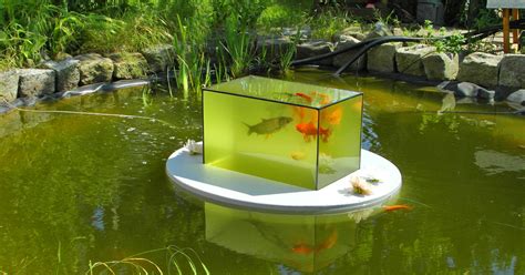 velda floating fish dome  koi viewing  enjoyment water gardens