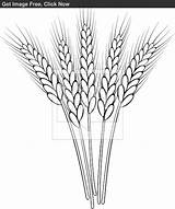 Wheat Drawing Outline Clip Clipart Stalk Coloring Pages Drawings Pyrography Whet Patterns Line Template Sketch Sketchite Easy Getdrawings 1011 1210 sketch template