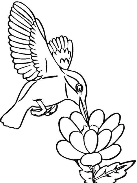 hummingbird coloring page  svg images file