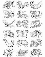 Insect Insecten Colorear Insectos Dover Doverpublications sketch template