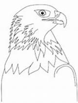 Coloring Eagle Pages Head Mexico Birds Scotland Animals Printable Golden Ws sketch template