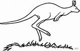 Coloring Kangaroo Pages Australian Printable Drawing sketch template