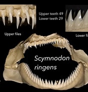 Afbeeldingsresultaten voor "scymnodon Squamulosus". Grootte: 176 x 185. Bron: shark-references.com
