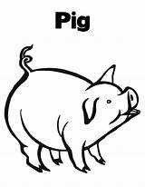 Pig Coloring Pigs Peppa Printable Piggy sketch template