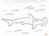 Shark Hammerhead Squalo Colorare Martello Disegni Pilot Fishes Hammerhai Pesce Ausmalbild Squali Kolorowanki Ausdrucken Pesci sketch template