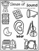 Senses Preschool Hearing Sense Worksheet Worksheets Five Kindergarten Activities Kids Listening Planningplaytime Lesson Theme Sounds Pre Printables Planning Loud Soft sketch template