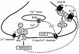 Adenosine Receptors Involvement Illustrating Subtypes Scheme A2a Calcium sketch template