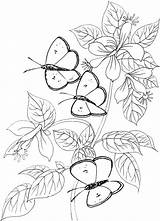 Coloring Pages Butterfly Fun sketch template